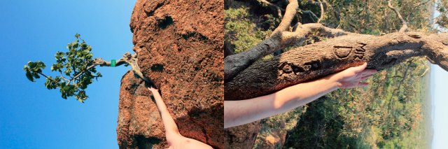 For-Linnaeus (2013 - Johan Thom)