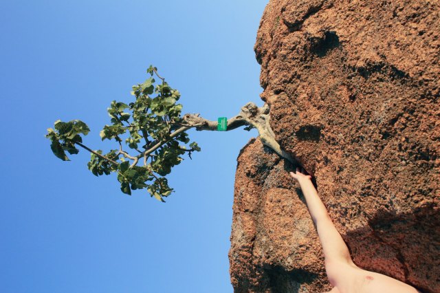 For Linnaues - Left - Johan Thom