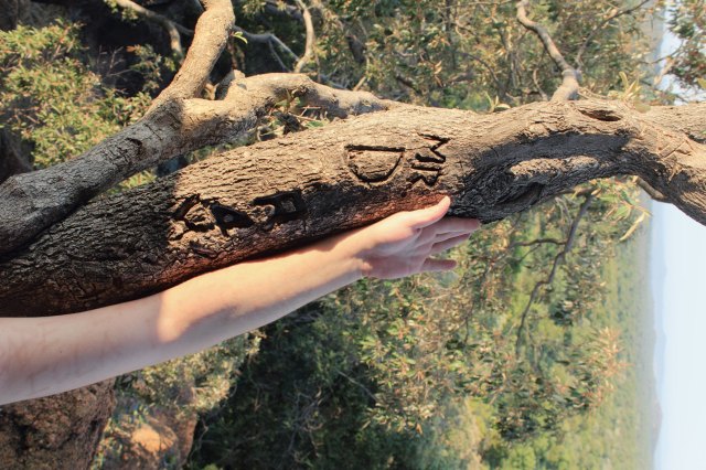 For Linnaeus - Right - Johan thom